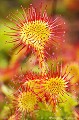 <br><br>Autres noms français : Rossolis à Feuilles Rondes, Roselle, Rosée du Soleil, Herbe à la Rosée, Herbe à la Goutte, Rossolaire ou Oreille du Diable 
<br>Nom anglais : Common Sundew
<br>Autre nom anglais : Round-leaved Sundew
<br><br> Drosera à feuilles rondes
Drosera rotundifolia
Rossolis à Feuilles Rondes,
Roselle
Rosée du Soleil
Herbe à la Rosée
Herbe à la Goutte
Rossolaire
Oreille du Diable 
Common Sundew 
