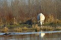 <br><br>Photo réalisée en France, dans l'Allier (Auvergne)  