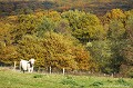 <font face="verdana"><font size="2"><b><center>dans le bocage en automne</font face=" verdana"></font></b></center> <br><br>
<br><br>Photo réalisée en France, dans l'Allier (Auvergne)  