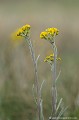 <br><br><br>La fleur de Séneçon à feuilles spatulées est inscrite sur le Livre rouge de la flore menacée de France - Tome I : espèces prioritaires (1995) : V
<br>Cette espèce de Métropole est endémique.
<br>Elle est règlementée de portée régionale :
<br>- Espèces végétales en région Basse-Normandie : Article 1
<br>- Espèces végétales en région Haute-Normandie : Article 1
<br><br>Photo réalisée en France, dans le Puy-de-Dôme (Auvergne)  