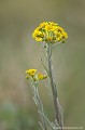 <br><br><br>La fleur de Séneçon à feuilles spatulées est inscrite sur le Livre rouge de la flore menacée de France - Tome I : espèces prioritaires (1995) : V
<br>Cette espèce de Métropole est endémique.
<br>Elle est règlementée de portée régionale :
<br>- Espèces végétales en région Basse-Normandie : Article 1
<br>- Espèces végétales en région Haute-Normandie : Article 1
<br><br>Photo réalisée en France, dans le Puy-de-Dôme (Auvergne) Séneçons à feuilles spatulées
Tephroseris helenitis
flore
fleur
menacée
Livre rouge
endémique
France
Auvergne
Puy-de-Dôme 