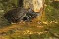 <br><br>Nom anglais : European pond turtle
<br>Principalement carnivore, le régime alimentaire de la Cistude d'Europe se compose d’insectes, de mollusques aquatiques, de crustacés, de larves, de poissons malades ou morts et plus rarement, de têtards d'amphibiens. 
<br><br>Photo réalisée en France, dans l'Allier (Auvergne)<br><br> Cistude d'Europe
Emys orbicularis
European pond turtle
tortue
carnivore
régime
France
Allier
Auvergne 