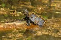 <br><br>Nom anglais : European pond turtle
<br>La Cistude d'Europe peut vivre plus de cinquante ans! il parait même que certaines d'entre elles pourraient être centenaires...
<br><br>Photo réalisée en France, dans l'Allier (Auvergne)<br><br> Cistude d'Europe
Emys orbicularis
European pond turtle
tortue
vivre
centenaires
France
Allier
Auvergne 