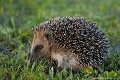 <br><br>Nom anglais du Hérisson d'Europe : European Hedgehog
<br>Autres noms français : Hérisson commun, Hérisson d'Europe occidentale, Hérisson d'Europe de l'Ouest ou plus simplement Hérisson ordinaire ou « hérisson » tout court
<br>Jeune hérisson orphelin de 4 semaines 
<br>
<br>Nous pouvons aider le Hérisson d'Europe de différentes façons :
<br><br>A faire :
<br>- maintenir ou planter des haies ;
<br>- donner de la nourriture (restes de repas) uniquement en cas de disette fortement prolongée (périodes de longue sécheresse) ;
<br>- donner à boire de l'eau (pas de lait) encas de forte sécheresse ;
<br>- préparer un abri protégé des courants d'air, de l'ensoleillement direct et de l'humidité ;
<br>- installer une planchette rugueuse sur le bord de vos bassins pour qu'il puisse s'y agripper et ressortir ;
<br>- laisser une ouverture d'au moins 10 cm dans le bas de vos clôtures de jardin.
<br><br>A ne pas faire :
<br>- ne pas brûler les tas de feuilles sèches en hiver et au printemps ;
<br>- ne pas déranger une famille hérisson au nid ;
<br>- ne pas séparer les jeunes de leur mère (éviter "d'enlever" un hérisson que vous trouveriez dans la nature. Il peut s'agir d'une mère à la recherche de nourriture pour ses petits) ;
<br>- ne pas donner à manger toute l'année (ce qui le détournerait de ses proies naturelles) ;
<br>- ne pas perturber un hérisson pendant son sommeil hivernal ;
<br>- ne pas épandre de produits chimiques dans son jardin

<br><br>Vous trouverez sur<a href=http://forumnews.homeip.net/herisson/herisson/lesanctuairedesherissons.html> <font color="#FFCC66">LE SANCTUAIRE DES HÉRISSONS</font color="#FFCC66"></a href=http://forumnews.homeip.net/herisson/herisson/lesanctuairedesherissons.html>  des recommandations et des conseils utiles pour apporter les premiers soins d'urgence à un hérisson malade ou blessé.


<br><br>Depuis 2008, le Hérisson d'Europe est inscrit sur la Liste Rouge mondiale de l'UICN.
<br>Depuis 2009, il est également inscrit sur la Liste Rouge des mammifères continentaux de France métropolitaine. 
<br>Il est protégé :
<br>- Au niveau international par la Convention de Berne : Annexe III
<br>- Au niveau national par le Code de l'environnement : Arrêté du 23 avril 2007 - Mammifères protégés - Article 2
<br><br>Photo réalisée en France, dans l'Allier (Auvergne)
<br><br> Hérisson d'Europe
Erinaceus europaeus
European Hedgehog 
mammifères
France
Auvergne
Allier
Jeune
Liste rouge
protégé
aider 