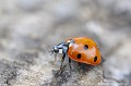 <br><br>Autres noms français : Bête à "Bon-Dieu" ou Catherine 
<br>Nom anglais : Seven-spot Ladybird
<br><br> Coccinelle à 7 points
Bête à Bon-Dieu
Coccinella septempunctata
Seven-spot Ladybird 
Catherine 