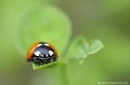 <br><br>Autres noms français : Bête à "Bon-Dieu" ou Catherine 
<br>Nom anglais : Seven-spot Ladybird
<br><br> Coccinelle à 7 points
Bête à Bon-Dieu
Coccinella septempunctata
Seven-spot Ladybird 
Catherine 