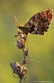 <br><br>Nom anglais : Weaver's Fritillary
<br><br>Le papillon Petite Violette est protégé de portée :
<br><b>Régionale</b> :
<br><a target="_blank" href="http://www.legifrance.gouv.fr/affichTexte.do?cidTexte=JORFTEXT000000728852&dateTexte="><u>Insectes en région Ile-de-France : Article 1</u></a target="_blank" href="http://www.legifrance.gouv.fr/affichTexte.do?cidTexte=JORFTEXT000000728852&dateTexte=">
<br><br> Petite Violette
Boloria dia
Weaver's Fritillary
papillon
protégé
 