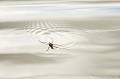 <br><br>Nom anglais : Water strider
<br>Le Gerris commun est une punaise aquatique
<br><br> Gerris commun
Punaise aquatique
Aquarius najas
Punaise
Gerris 