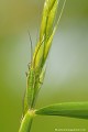 <br><br>Nymphe
<br><br> Megaloceroea recticornis 