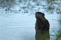 <br>Ragondin ou Castor des marais (F), Myocastor coypus (L), Coypu (GB), Biberratte (D)
<br>Juvénile
<br><br>Photo réalisée en France, dans l'Allier (Auvergne)  