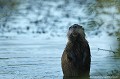 <br>Ragondin ou Castor des marais (F), Myocastor coypus (L), Coypu (GB), Biberratte (D)
<br>Juvénile
<br><br>Photo réalisée en France, dans l'Allier (Auvergne)  