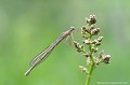 <br><br><br>Autre nom français : Pennipatte orangé 
<br>Nom anglais : Orange Featherleg
<br>Autre nom anglais : Orange White-legged Damselfly (GB)
<br>Femelle immature
<br><br>Depuis 2011 cette libellule se trouve  sur la<a target="_blank" href="http://inpn.mnhn.fr/espece/listerouge/W"> <font color="red">Liste rouge</font> mondiale de l'UICN </a target="_blank" href="http://inpn.mnhn.fr/espece/listerouge/W"> (Union International pour la Conservation de la Nature) en <font color="#33FF33"> Préoccupation mineure </font> (LC).
<br><br> Agrion orangé
Pennipatte orangé 
Platycnemis acutipennis 
Orange Featherleg
Liste rouge
Femelle 
immature
libellule
 