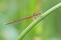 <br><br>Autre nom français : Pennipatte orangé 
<br>Nom anglais : Orange Featherleg
<br>Autre nom anglais : Orange White-legged Damselfly (GB)
<br>Mâle immature
<br><br>Depuis 2011 cette libellule se trouve  sur la<a target="_blank" href="http://inpn.mnhn.fr/espece/listerouge/W"> <font color="red">Liste rouge</font> mondiale de l'UICN </a target="_blank" href="http://inpn.mnhn.fr/espece/listerouge/W"> (Union International pour la Conservation de la Nature) en <font color="#33FF33"> Préoccupation mineure </font> (LC).
<br><br>Photo réalisée en France, dans l'Allier (Auvergne) Agrion orangé
Pennipatte orangé 
Platycnemis acutipennis 
Orange Featherleg
Liste rouge
Mâle
immature
libellule
 