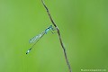 <br><br>Nom anglais : Blue-tailed Damselfly
<br>Agrion élégant femelle de Type A
<br><br> Agrion élégant
Ischnura elegans
Blue-tailed Damselfly
femelle
femelle de Type A 