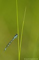 <br><br>Nom anglais : Southern Damselfly
<br>Agrion de Mercure mâle
<br><br>Depuis 1994, l'Agrion de Mercure est inscrit sur la<a target="_blank" href="http://inpn.mnhn.fr/espece/listerouge/FR/Insectes_metropole"> <font color="red">Liste rouge </font>des insectes de France métropolitaine </a target="_blank" href="http://inpn.mnhn.fr/espece/listerouge/FR/Insectes_metropole">comme<font color="#FCC55B"> Espèce menacée</font> (E) et depuis 2008 sur la <a target="_blank" href="http://inpn.mnhn.fr/espece/listerouge/W"><font color="red">Liste rouge</font> mondiale de l'UICN </a target="_blank" href="http://inpn.mnhn.fr/espece/listerouge/W">(Union Internationale pour la Conservation de la Nature) comme espèce <font color="#FFEFD5">Quasi menacée</font>.
<br><br>Photo réalisée en France, dans l'Allier (Auvergne) Agrion de Mercure
Coenagrion mercuriale
Southern Damselfly 
insecte
Liste rouge
Quasi menacée
Espèce menacée
France 
Auvergne
Allier 