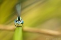 <br><br>Nom anglais : White-legged Damselfly
<br><br> Agrion à larges pattes
Platycnemis pennipes 
White-legged Damselfly
 