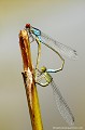 <br><br>Nom anglais : Small Red-eyed Damselfly
<br>Cœur copulatoire de Naïades au corps vert
<br><br>
 Naïades au corps vert
Erythromma viridulum
Small Red-eyed Damselfly
Cœur
copulatoire
naïades
 