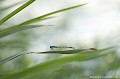 <br><br>Nom anglais : Blue-tailed Damselfly
<br><br>  