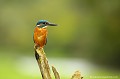 <br><br>Nom anglais : River kingfishers
<br>Mâle
<br><br>Depuis 2008, le Martin pêcheur d'Europe est inscrit (<font color="#33FF33">LC</font color="#33FF33">) sur la<a target="_blank" href="http://inpn.mnhn.fr/espece/listerouge/FR/Oiseaux_nicheurs_metropole"><font color="red"> Liste rouge</font> des oiseaux nicheurs de France métropolitaine</a target="_blank" href="http://inpn.mnhn.fr/espece/listerouge/FR/Oiseaux_nicheurs_metropole"> et 
 sur la<a target="_blank" href="http://inpn.mnhn.fr/espece/listerouge/W"> <font color="red">Liste rouge</font> mondiale de l'UICN </a target="_blank" href="http://inpn.mnhn.fr/espece/listerouge/W">(Union Internationale pour la Conservation de la Nature) revue en 2011.
<br><br>Le Martin pêcheur d'Europe est protégé de portée :
<br><li><b>Communautaire</b> :<u><a target="_blank" href="http://eur-lex.europa.eu/LexUriServ/LexUriServ.do?uri=OJ:L:1979:103:0001:005:FR:HTML"> Directive Oiseaux : Annexe I</u></a target="_blank" href="http://eur-lex.europa.eu/LexUriServ/LexUriServ.do?uri=OJ:L:1979:103:0001:005:FR:HTML">
<br><li><b>Internationale</b> : <a target="_blank" href="http://conventions.coe.int/Treaty/fr/Treaties/Html/104.htm"><u>Convention de Berne : Annexe II</u></a target="_blank" href="http://conventions.coe.int/Treaty/fr/Treaties/Html/104.htm">
<br><li><b>Internationale </b>: <a target="_blank" href="http://legifrance.gouv.fr/affichTexte.do?cidTexte=JORFTEXT000021384277"><u>Oiseaux protégés : Article 3</u> <a target="_blank" href="http://legifrance.gouv.fr/affichTexte.do?cidTexte=JORFTEXT000021384277">
<br><br>Photo réalisée en France, dans l'Allier (Auvergne)
<br><br> Martin pêcheur d'Europe
Alcedo atthis 
River kingfishers
pêcheur
oiseaux
nicheurs
France
Liste rouge
UICN
protégé 