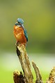 <br>Nom anglais : River kingfishers
<br>Mâle
<br><br>Depuis 2008, le Martin pêcheur d'Europe est inscrit (<font color="#33FF33">LC</font color="#33FF33">) sur la<a target="_blank" href="http://inpn.mnhn.fr/espece/listerouge/FR/Oiseaux_nicheurs_metropole"><font color="red"> Liste rouge</font> des oiseaux nicheurs de France métropolitaine</a target="_blank" href="http://inpn.mnhn.fr/espece/listerouge/FR/Oiseaux_nicheurs_metropole"> et 
 sur la<a target="_blank" href="http://inpn.mnhn.fr/espece/listerouge/W"> <font color="red">Liste rouge</font> mondiale de l'UICN </a target="_blank" href="http://inpn.mnhn.fr/espece/listerouge/W">(Union Internationale pour la Conservation de la Nature) revue en 2011.
<br><br>Le Martin pêcheur d'Europe est protégé de portée :
<br><li><b>Communautaire</b> :<u><a target="_blank" href="http://eur-lex.europa.eu/LexUriServ/LexUriServ.do?uri=OJ:L:1979:103:0001:005:FR:HTML"> Directive Oiseaux : Annexe I</u></a target="_blank" href="http://eur-lex.europa.eu/LexUriServ/LexUriServ.do?uri=OJ:L:1979:103:0001:005:FR:HTML">
<br><li><b>Internationale</b> : <a target="_blank" href="http://conventions.coe.int/Treaty/fr/Treaties/Html/104.htm"><u>Convention de Berne : Annexe II</u></a target="_blank" href="http://conventions.coe.int/Treaty/fr/Treaties/Html/104.htm">
<br><li><b>Internationale </b>: <a target="_blank" href="http://legifrance.gouv.fr/affichTexte.do?cidTexte=JORFTEXT000021384277"><u>Oiseaux protégés : Article 3</u> <a target="_blank" href="http://legifrance.gouv.fr/affichTexte.do?cidTexte=JORFTEXT000021384277">
<br><br>Photo réalisée en France, dans l'Allier (Auvergne)
<br><br> Martin pêcheur d'Europe
Alcedo atthis 
River kingfishers
pêcheur
oiseaux
nicheurs
France
Liste rouge
UICN
protégé 