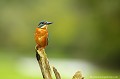 <br><br>Nom anglais : River kingfishers
<br>Mâle
<br><br>Depuis 2008, le Martin pêcheur d'Europe est inscrit (<font color="#33FF33">LC</font color="#33FF33">) sur la<a target="_blank" href="http://inpn.mnhn.fr/espece/listerouge/FR/Oiseaux_nicheurs_metropole"><font color="red"> Liste rouge</font> des oiseaux nicheurs de France métropolitaine</a target="_blank" href="http://inpn.mnhn.fr/espece/listerouge/FR/Oiseaux_nicheurs_metropole"> et 
 sur la<a target="_blank" href="http://inpn.mnhn.fr/espece/listerouge/W"> <font color="red">Liste rouge</font> mondiale de l'UICN </a target="_blank" href="http://inpn.mnhn.fr/espece/listerouge/W">(Union Internationale pour la Conservation de la Nature) revue en 2011.
<br><br>Le Martin pêcheur d'Europe est protégé de portée :
<br><li><b>Communautaire</b> :<u><a target="_blank" href="http://eur-lex.europa.eu/LexUriServ/LexUriServ.do?uri=OJ:L:1979:103:0001:005:FR:HTML"> Directive Oiseaux : Annexe I</u></a target="_blank" href="http://eur-lex.europa.eu/LexUriServ/LexUriServ.do?uri=OJ:L:1979:103:0001:005:FR:HTML">
<br><li><b>Internationale</b> : <a target="_blank" href="http://conventions.coe.int/Treaty/fr/Treaties/Html/104.htm"><u>Convention de Berne : Annexe II</u></a target="_blank" href="http://conventions.coe.int/Treaty/fr/Treaties/Html/104.htm">
<br><li><b>Internationale </b>: <a target="_blank" href="http://legifrance.gouv.fr/affichTexte.do?cidTexte=JORFTEXT000021384277"><u>Oiseaux protégés : Article 3</u> <a target="_blank" href="http://legifrance.gouv.fr/affichTexte.do?cidTexte=JORFTEXT000021384277">
<br><br>Photo réalisée en France, dans l'Allier (Auvergne)
<br><br> Martin pêcheur d'Europe
Alcedo atthis 
River kingfishers
pêcheur
oiseaux
nicheurs
France
Liste rouge
UICN
protégé 
