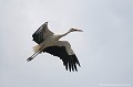 <br><br>Nom anglais : White Stork 
<br><br>Depuis 2008, la Cigogne blanche est inscrite (<font color="#33FF33">LC</font color="#33FF33">) sur la<a target="_blank" href="http://inpn.mnhn.fr/espece/listerouge/FR/Oiseaux_nicheurs_metropole"><font color="red"> Liste rouge</font> des oiseaux nicheurs de France métropolitaine</a target="_blank" href="http://inpn.mnhn.fr/espece/listerouge/FR/Oiseaux_nicheurs_metropole"> et 
 sur la<a target="_blank" href="http://inpn.mnhn.fr/espece/listerouge/W"> <font color="red">Liste rouge</font> mondiale de l'UICN </a target="_blank" href="http://inpn.mnhn.fr/espece/listerouge/W">(Union Internationale pour la Conservation de la Nature) revue en 2011.
<br><br>La Cigogne blanche est protégée de portée :
<br><li><b>Communautaire</b> : <a target="_blank" href="http://eur-lex.europa.eu/LexUriServ/LexUriServ.do?uri=OJ:L:1979:103:0001:005:FR:HTML"><u>Directive Oiseaux : Annexe I</u></a target="_blank" href="http://eur-lex.europa.eu/LexUriServ/LexUriServ.do?uri=OJ:L:1979:103:0001:005:FR:HTML">
<br><li><b>Internationale</b> :<a target="_blank" href="http://conventions.coe.int/Treaty/fr/Treaties/Html/104.htm"> <u>Convention de Berne : Annexe II</u></a target="_blank" href="http://conventions.coe.int/Treaty/fr/Treaties/Html/104.htm">, <u> <a target="_blank" href="http://www.cms.int/documents/convtxt/cms_convtxt_french.pdf">Convention de Bonn : Annexe II </u></a target="_blank" href="http://www.cms.int/documents/convtxt/cms_convtxt_french.pdf"> et<a target="_blank" href="http://www.unep-aewa.org/documents/index.htm"> <u>Accord AEWA [1999]</u></a target="_blank" href="http://www.unep-aewa.org/documents/index.htm">
<br><li><b>Internationale</b> : <a target="_blank" href="http://legifrance.gouv.fr/affichTexte.do?cidTexte=JORFTEXT000021384277"><u>Oiseaux protégés - Article 3</u></a target="_blank" href="http://legifrance.gouv.fr/affichTexte.do?cidTexte=JORFTEXT000021384277">
<br><br>Photo réalisée en France, dans l'Allier (Auvergne)
<br><br> Cigogne blanche
Ciconia ciconia
White Stork 
protégée
oiseaux
nicheurs
Liste rouge
France
UICN 