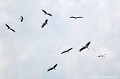 <br><br>Nom anglais : White Stork 
<br>Colonie
<br><br>Depuis 2008, la Cigogne blanche est inscrite (<font color="#33FF33">LC</font color="#33FF33">) sur la<a target="_blank" href="http://inpn.mnhn.fr/espece/listerouge/FR/Oiseaux_nicheurs_metropole"><font color="red"> Liste rouge</font> des oiseaux nicheurs de France métropolitaine</a target="_blank" href="http://inpn.mnhn.fr/espece/listerouge/FR/Oiseaux_nicheurs_metropole"> et 
 sur la<a target="_blank" href="http://inpn.mnhn.fr/espece/listerouge/W"> <font color="red">Liste rouge</font> mondiale de l'UICN </a target="_blank" href="http://inpn.mnhn.fr/espece/listerouge/W">(Union Internationale pour la Conservation de la Nature) revue en 2011.
<br><br>La Cigogne blanche est protégée de portée :
<br><li><b>Communautaire</b> : <a target="_blank" href="http://eur-lex.europa.eu/LexUriServ/LexUriServ.do?uri=OJ:L:1979:103:0001:005:FR:HTML"><u>Directive Oiseaux : Annexe I</u></a target="_blank" href="http://eur-lex.europa.eu/LexUriServ/LexUriServ.do?uri=OJ:L:1979:103:0001:005:FR:HTML">
<br><li><b>Internationale</b> :<a target="_blank" href="http://conventions.coe.int/Treaty/fr/Treaties/Html/104.htm"> <u>Convention de Berne : Annexe II</u></a target="_blank" href="http://conventions.coe.int/Treaty/fr/Treaties/Html/104.htm">, <u> <a target="_blank" href="http://www.cms.int/documents/convtxt/cms_convtxt_french.pdf">Convention de Bonn : Annexe II </u></a target="_blank" href="http://www.cms.int/documents/convtxt/cms_convtxt_french.pdf"> et<a target="_blank" href="http://www.unep-aewa.org/documents/index.htm"> <u>Accord AEWA [1999]</u></a target="_blank" href="http://www.unep-aewa.org/documents/index.htm">
<br><li><b>Internationale</b> : <a target="_blank" href="http://legifrance.gouv.fr/affichTexte.do?cidTexte=JORFTEXT000021384277"><u>Oiseaux protégés - Article 3</u></a target="_blank" href="http://legifrance.gouv.fr/affichTexte.do?cidTexte=JORFTEXT000021384277">
<br><br>Photo réalisée en France, dans l'Allier (Auvergne)
<br><br> Cigogne blanche
Ciconia ciconia
White Stork 
Colonie
protégée
oiseaux
nicheurs
Liste rouge
France
UICN 