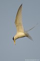 <br><br>Nom anglais : Little Tern 
<br><br>Depuis 2008, la Sterne naine est inscrite (<font color="#33FF33">LC</font color="#33FF33">) sur la<a target="_blank" href="http://inpn.mnhn.fr/espece/listerouge/FR/Oiseaux_nicheurs_metropole"><font color="red"> Liste rouge</font> des oiseaux nicheurs de France métropolitaine</a target="_blank" href="http://inpn.mnhn.fr/espece/listerouge/FR/Oiseaux_nicheurs_metropole"> et 
 sur la<a target="_blank" href="http://inpn.mnhn.fr/espece/listerouge/W"> <font color="red">Liste rouge</font> mondiale de l'UICN </a target="_blank" href="http://inpn.mnhn.fr/espece/listerouge/W">(Union Internationale pour la Conservation de la Nature) revue en 2011.
<br><br>La Sterne naine est protégée de portée :
<br><li><b>Communautaire</b> : <a target="_blank" href="http://eur-lex.europa.eu/LexUriServ/LexUriServ.do?uri=OJ:L:1979:103:0001:005:FR:HTML"><u>Directive Oiseaux : Annexe I</u></a target="_blank" href="http://eur-lex.europa.eu/LexUriServ/LexUriServ.do?uri=OJ:L:1979:103:0001:005:FR:HTML">
<br><li><b>Internationale</b> : <a target="_blank" href="http://conventions.coe.int/Treaty/fr/Treaties/Html/104.htm"><u>Convention de Berne : Annexe II</u></a target="_blank" href="http://conventions.coe.int/Treaty/fr/Treaties/Html/104.htm">, 
<a target="_blank" href="http://europa.eu/legislation_summaries/environment/water_protection_management/l28084_fr.htm"><u>Convention de Barcelone : Annexe II</u></a target="_blank" href="http://europa.eu/legislation_summaries/environment/water_protection_management/l28084_fr.htm">, 
<br><a target="_blank" href="http://www.cms.int/documents/convtxt/cms_convtxt_french.pdf"> <font color="#1c1c1e">...</font color="#1c1c1e"><u>Convention de Bonn : Annexe II</u></a target="_blank" href="http://www.cms.int/documents/convtxt/cms_convtxt_french.pdf"> et <a target="_blank" href="http://www.unep-aewa.org/documents/index.htm"><u>Accord AEWA [1999]</u></a target="_blank" href="http://www.unep-aewa.org/documents/index.htm">
<br><li><b>Internationale</b> : <a target="_blank" href="http://legifrance.gouv.fr/affichTexte.do?cidTexte=JORFTEXT000021384277"><U>Oiseaux protégés : Article 3</U></a target="_blank" href="http://legifrance.gouv.fr/affichTexte.do?cidTexte=JORFTEXT000021384277">
<br><br>Photo réalisée en France, dans l'Allier (Auvergne) Sterne naine
Sternula albifrons
Little Tern 
oiseaux
nicheurs
France
protégée
UICN
Allier
Auvergne 