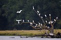 <br><br>Nom anglais : Cattle Egret 
<br>Colonie
<br><br>Depuis 2008, le Héron garde-boeufs est inscrit (<font color="#33FF33">LC</font color="#33FF33">) sur la<a target="_blank" href="http://inpn.mnhn.fr/espece/listerouge/FR/Oiseaux_nicheurs_metropole"><font color="red"> Liste rouge</font> des oiseaux nicheurs de France métropolitaine</a target="_blank" href="http://inpn.mnhn.fr/espece/listerouge/FR/Oiseaux_nicheurs_metropole"> et 
 sur la<a target="_blank" href="http://inpn.mnhn.fr/espece/listerouge/W"> <font color="red">Liste rouge</font> mondiale de l'UICN </a target="_blank" href="http://inpn.mnhn.fr/espece/listerouge/W">(Union Internationale pour la Conservation de la Nature) revue en 2011.
<br><br>Le Héron garde-boeufs est protégé de portée :
<br><li><b>Communautaire</b> : <a target="_blank" href="http://eur-lex.europa.eu/LexUriServ/LexUriServ.do?uri=OJ:L:2009:123:0003:0061:FR:PDF"><u>Règlement communautaire CITES : Annexe A</u></a target="_blank" href="http://eur-lex.europa.eu/LexUriServ/LexUriServ.do?uri=OJ:L:2009:123:0003:0061:FR:PDF">
<br><li><b>Internationale</b> :<a target="_blank" href="http://conventions.coe.int/Treaty/fr/Treaties/Html/104.htm"> <u>Convention de Berne : Annexe II</u></a target="_blank" href="http://conventions.coe.int/Treaty/fr/Treaties/Html/104.htm"> et <a target="_blank" href="http://www.unep-aewa.org/documents/index.htm"><u>Convention de Bonn : Accord AEWA [1999]</u></a target="_blank" href="http://www.unep-aewa.org/documents/index.htm">
<br><li><b>Internationale</b> : <a target="_blank" href="http://legifrance.gouv.fr/affichTexte.do?cidTexte=JORFTEXT000021384277"><u>Oiseaux protégés - Article 3</u></a target="_blank" href="http://legifrance.gouv.fr/affichTexte.do?cidTexte=JORFTEXT000021384277">
<br><br>Photo réalisée en France, dans l'Allier (Auvergne)
<br><br> Hérons garde-boeufs
Bubulcus ibis 
Cattle Egret 
Héron
protégé
oiseaux
nicheurs
Liste rouge
France
UICN 