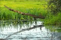 <br>Nom anglais : River kingfishers
<br>Mâle
<br><br>Depuis 2008, le Martin pêcheur d'Europe est inscrit (<font color="#33FF33">LC</font color="#33FF33">) sur la<a target="_blank" href="http://inpn.mnhn.fr/espece/listerouge/FR/Oiseaux_nicheurs_metropole"><font color="red"> Liste rouge</font> des oiseaux nicheurs de France métropolitaine</a target="_blank" href="http://inpn.mnhn.fr/espece/listerouge/FR/Oiseaux_nicheurs_metropole"> et 
 sur la<a target="_blank" href="http://inpn.mnhn.fr/espece/listerouge/W"> <font color="red">Liste rouge</font> mondiale de l'UICN </a target="_blank" href="http://inpn.mnhn.fr/espece/listerouge/W">(Union Internationale pour la Conservation de la Nature) revue en 2011.
<br><br>Le Martin pêcheur d'Europe est protégé de portée :
<br><li><b>Communautaire</b> :<u><a target="_blank" href="http://eur-lex.europa.eu/LexUriServ/LexUriServ.do?uri=OJ:L:1979:103:0001:005:FR:HTML"> Directive Oiseaux : Annexe I</u></a target="_blank" href="http://eur-lex.europa.eu/LexUriServ/LexUriServ.do?uri=OJ:L:1979:103:0001:005:FR:HTML">
<br><li><b>Internationale</b> : <a target="_blank" href="http://conventions.coe.int/Treaty/fr/Treaties/Html/104.htm"><u>Convention de Berne : Annexe II</u></a target="_blank" href="http://conventions.coe.int/Treaty/fr/Treaties/Html/104.htm">
<br><li><b>Internationale </b>: <a target="_blank" href="http://legifrance.gouv.fr/affichTexte.do?cidTexte=JORFTEXT000021384277"><u>Oiseaux protégés : Article 3</u> <a target="_blank" href="http://legifrance.gouv.fr/affichTexte.do?cidTexte=JORFTEXT000021384277">
<br><br>Photo réalisée en France, dans l'Allier (Auvergne)
<br><br> Martin pêcheur d'Europe
Alcedo atthis 
River kingfishers
pêcheur
oiseaux
nicheurs
France
Liste rouge
UICN
protégé 