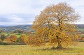 <br><br>En automne dans les Combrailles
<br>Nom anglais du Chataigner commun : Sweet Chestnut
<br><br>Photo réalisée en France, dans l'Allier (Auvergne)<br><br> Châtaignier commun
Castanea sativa
Sweet Chestnut 
automne
Combrailles
France
Auvergne
Allier 