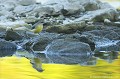 <br><br>Nom anglais : Grey Wagtail
<br><br>Depuis 2008, la Bergeronnette des ruisseaux est inscrite sur la<a target="_blank" href="http://inpn.mnhn.fr/espece/listerouge/FR/Oiseaux_nicheurs_metropole"><font color="red"> Liste rouge</font> des oiseaux nicheurs de France métropolitaine</a target="_blank" href="http://inpn.mnhn.fr/espece/listerouge/FR/Oiseaux_nicheurs_metropole"> et sur la<a target="_blank" href="http://inpn.mnhn.fr/espece/listerouge/W"> <font color="red">Liste rouge</font> mondiale de l'UICN </a target="_blank" href="http://inpn.mnhn.fr/espece/listerouge/W">(Union Internationale pour la Conservation de la Nature).
<br><br>La Bergeronnette des ruisseaux est protégée de portée : 
<br><li><b>Internationale </b>:
<u><a target="_blank" href="http://conventions.coe.int/Treaty/fr/Treaties/Html/104.htm">Convention de Berne : Annexe II</u></a target="_blank" href="http://conventions.coe.int/Treaty/fr/Treaties/Html/104.htm">
<br><li><b>Internationale</b> :
<a target="_blank" href="http://legifrance.gouv.fr/affichTexte.do?cidTexte=JORFTEXT000021384277"><u>Oiseaux protégés : Article 3</u></a target="_blank" href="http://legifrance.gouv.fr/affichTexte.do?cidTexte=JORFTEXT000021384277">
<br><br>Photo réalisée en France, dans l'Allier (Auvergne)
<br><br> Bergeronnette des ruisseaux
Motacilla cinerea
Grey Wagtail
oiseaux
nicheurs
France
Liste rouge
protégée
UICN 