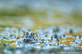 <br><br>Nom anglais : Edidle Frog
<br>Des espèces exotiques, euro-méditerranéennes, ont fait l'objet d'introductions et menacent par la pollution génétique les espèces de Grenouilles vertes indigènes, ce qui engendre à terme la perte d'un patrimoine.
<br><br>Photo réalisée en France, dans l'Allier (Auvergne)
<br><br> Grenouille verte
Rana esculenta  
Edible Frog 
Allier
Auvergne
grenouille
espèces exotiques
espèces indigènes
introductions
menace 