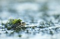 <br><br>Nom anglais : Edidle Frog
<br>La Grenouille verte a deux lignes de glandes bien marquées sur le dos. Le mâle possède deux sacs vocaux externes. Les palmures ne dépassent pas la moitié des orteils.
<br><br>Photo réalisée en France, dans l'Allier (Auvergne)
<br><br> Grenouille verte
verte
Rana esculenta
Edidle Frog
Allier
Auvergne
mâle
Glandes 