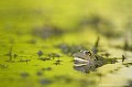 <center><font color="#FF9900">Photo sélectionnée en demi-finale du prestigieux concours russe Golden Turtle 2011-2012</font color="#FF9900"></center>
<br><br>Autre nom français : Petite grenouille verte
<br>Nom anglais : Pool Frog
<br><br>En France, il existe plusieurs espèces de Grenouilles vertes : la Petite Grenouille verte ou Grenouille de Lessona (Rana lessonae), la Grenouille rieuse (Rana ridibunda), et la Grenouille verte dite aussi Grenouille comestible (Rana esculenta). Cette dernière résulte du croisement des deux premières.
<br><br>Photo réalisée en France, dans l'Allier (Auvergne)<br><br>
 Grenouille de Lessona
Petite grenouille verte
Pelophylax lessonae 
Pool Frog
Allier
Auvergne
Grenouille comestible
Grenouille rieuse
croisement
étang
Photo concours
 