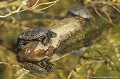 <br><br>Nom anglais : European pond turtle
<br>Hôte des zones humides aux eaux douces ou saumâtre, la Cistude d'Europe vit naturellement en France. Cette timide petite tortue affectionne les mares, les marais, les étangs, les lacs, les cours d'eau lents, les canaux, les fossés, les tourbières ou les gravières abandonnées, pourvu qu'ils soient calmes et ensoleillés.
<br><br>Photo réalisée en France, dans l'Allier (Auvergne)<br><br> Cistude d'Europe
Emys orbicularis
European pond turtle
tortue
mâle
zones humides
eaux douces
France
Allier
Auvergne 