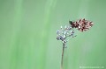 <br><br>Nom anglais : Weaver's Fritillary
<br><br>Le papillon Petite Violette est protégé de portée :
<br><b>Régionale</b> :
<br><a target="_blank" href="http://www.legifrance.gouv.fr/affichTexte.do?cidTexte=JORFTEXT000000728852&dateTexte="><u>Insectes en région Ile-de-France : Article 1</u></a target="_blank" href="http://www.legifrance.gouv.fr/affichTexte.do?cidTexte=JORFTEXT000000728852&dateTexte=">
<br><br> Petite Violette
Boloria dia
Weaver's Fritillary
papillon
protégé
 