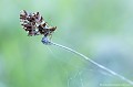 <br><br>Nom anglais : Weaver's Fritillary
<br><br>Le papillon Petite Violette est protégé de portée :
<br><b>Régionale</b> :
<br><a target="_blank" href="http://www.legifrance.gouv.fr/affichTexte.do?cidTexte=JORFTEXT000000728852&dateTexte="><u>Insectes en région Ile-de-France : Article 1</u></a target="_blank" href="http://www.legifrance.gouv.fr/affichTexte.do?cidTexte=JORFTEXT000000728852&dateTexte=">
<br><br> Petite Violette
Boloria dia
Weaver's Fritillary
papillon
protégé
 