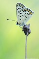 <br><br>Autres noms français du papillon Cuivré fuligineux : Argus myope ou Polyommate Xanthé
<br>Nom anglais : Sooty Cooper
<br>Femelle du papillon Cuivré fuligineux
<br><br> Cuivré fuligineux
Argus myope
Heodes tityrus
Sooty Cooper 
papillon
Femelle
 