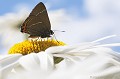 <br><br>Autres noms français du Thècle de l'Orme : Thécla de l'Orme ou  W blanc
<br>Nom anglais : White-letter Hairstreak
<br><br>Le papillon Thècle de l'Orme est protégé de portée :
<br><b>Régionale</b> :
<br><a target="_blank" href="http://www.legifrance.gouv.fr/affichTexte.do?cidTexte=JORFTEXT000000728852&dateTexte="><u>Insectes en région Ile-de-France : Article 1</u></a target="_blank" href="http://www.legifrance.gouv.fr/affichTexte.do?cidTexte=JORFTEXT000000728852&dateTexte=">
<br><br> Thècle de l'Orme
Thécla
W blanc
Satyrium w-album
White-letter Hairstreak
papillon
protégé
français 