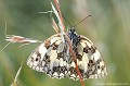 <br><br>Autres noms français du papillon Demi-deuil: Échiquier, Échiquier commun ou Arge galathée
<br>Nom anglais : Marbled White
<br><br> Demi-deuil
Échiquier
Melanargia galathea
Marbled White 
papillon
commun
français 