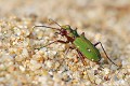 <br><br>Nom anglais : Green Tiger Beetle
<br>Ce petit coléoptère est un mâle de Cicindèle champêtre.
<br><br>La Cicindèle champêtre est un joli prédateur rapide et vorace qui vit en milieu ouvert.
Nous pouvons l'observer de mars à septembre.
<br><br> Cicindèle champêtre
Cicindela campestris
Green Tiger Beetle
coléoptère
prédateur
vorace
mâle
rapide 