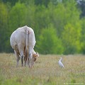 <br><br><br>Photo réalisée en France, dans l'Allier (Auvergne)  