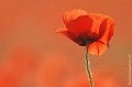 <br><br>Nom anglais : Corn Poppy
<br><br>
 Coquelicot 
Papaver rhoeas
Corn Poppy 
 