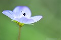 <br><br>Nom anglais : Persian speedwell
<br><br>Photo réalisée en France dans mon jardin sauvage
<br><br>
 Véronique commune
Véronica persica
Persian speedwell
jardin
sauvage
France
 