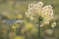 <br><br>Nom anglais : Wild Carrot
<br><br> Carote sauvage
Carotte
Daucus caroa
Wild Carrot
 