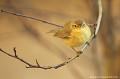 <br><br>Nom anglais du Pouillot fitis : Willow Warbler
<br>Depuis 2008, le Pouillot fitis est inscrit comme espèce<font color= "#FFEFD5"> Quasi menacée</font color= "#FFEFD5"> (<font color= "#FFEFD5">NT</font color= "#FFEFD5">) sur la<a target="_blank" href="http://inpn.mnhn.fr/espece/listerouge/FR/Oiseaux_nicheurs_metropole"><font color="red"> Liste Rouge</font> des oiseaux nicheurs de France métropolitaine</a target="_blank" href="http://inpn.mnhn.fr/espece/listerouge/FR/Oiseaux_nicheurs_metropole"> et 
<br>(<font color="#33FF33">LC</font color="#33FF33">) sur la<a target="_blank" href="http://inpn.mnhn.fr/espece/listerouge/W"> <font color="red">Liste Rouge</font> mondiale de l'UICN </a target="_blank" href="http://inpn.mnhn.fr/espece/listerouge/W">(Union Internationale pour la Conservation de la Nature) revue en 2011.
<br><br>Le Pouillot fitis est protégé de portée :
<br><li><b>Internationale</b> :<a target="_blank" href="http://conventions.coe.int/Treaty/fr/Treaties/Html/104.htm"> <u>Convention de Berne : Annexe II</u></a target="_blank" href="http://conventions.coe.int/Treaty/fr/Treaties/Html/104.htm"> et <a target="_blank" href="http://www.unep-aewa.org/documents/index.htm"><u>Convention de Bonn : Annexe II </u></a target="_blank" href="http://www.cms.int/documents/convtxt/cms_convtxt_french.pdf">
<br><li><b>Internationale</b> : <a target="_blank" href="http://legifrance.gouv.fr/affichTexte.do?cidTexte=JORFTEXT000021384277"><u>Oiseaux protégés - Article 3</u></a target="_blank" href="http://legifrance.gouv.fr/affichTexte.do?cidTexte=JORFTEXT000021384277">
<br><br>Photo réalisée en France, dans l'Allier (Auvergne)
<br><br> Pouillot fitis
Phylloscopus trochilus
Willow Warbler
quasi menacée
espèce
oiseaux nicheurs
Liste rouge
protégé
Auvergne
Allier 
