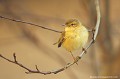 <br><br>Nom anglais du Puoillot fitis : Willow Warbler
<br>Depuis 2008, le Pouillot fitis est inscrit comme espèce<font color= "#FFEFD5"> Quasi menacée</font color= "#FFEFD5"> (<font color= "#FFEFD5">NT</font color= "#FFEFD5">) sur la<a target="_blank" href="http://inpn.mnhn.fr/espece/listerouge/FR/Oiseaux_nicheurs_metropole"><font color="red"> Liste Rouge</font> des oiseaux nicheurs de France métropolitaine</a target="_blank" href="http://inpn.mnhn.fr/espece/listerouge/FR/Oiseaux_nicheurs_metropole"> et 
<br>(<font color="#33FF33">LC</font color="#33FF33">) sur la<a target="_blank" href="http://inpn.mnhn.fr/espece/listerouge/W"> <font color="red">Liste Rouge</font> mondiale de l'UICN </a target="_blank" href="http://inpn.mnhn.fr/espece/listerouge/W">(Union Internationale pour la Conservation de la Nature) revue en 2011.
<br><br>Le Pouillot fitis est protégé de portée :
<br><li><b>Internationale</b> :<a target="_blank" href="http://conventions.coe.int/Treaty/fr/Treaties/Html/104.htm"> <u>Convention de Berne : Annexe II</u></a target="_blank" href="http://conventions.coe.int/Treaty/fr/Treaties/Html/104.htm"> et <a target="_blank" href="http://www.unep-aewa.org/documents/index.htm"><u>Convention de Bonn : Annexe II </u></a target="_blank" href="http://www.cms.int/documents/convtxt/cms_convtxt_french.pdf">
<br><li><b>Internationale</b> : <a target="_blank" href="http://legifrance.gouv.fr/affichTexte.do?cidTexte=JORFTEXT000021384277"><u>Oiseaux protégés - Article 3</u></a target="_blank" href="http://legifrance.gouv.fr/affichTexte.do?cidTexte=JORFTEXT000021384277">
<br><br>Photo réalisée en France, dans l'Allier (Auvergne)
<br><br> Pouillot fitis
Phylloscopus trochilus
Willow Warbler
quasi menacée
espèce
oiseaux nicheurs
Liste rouge
protégé
Auvergne
Allier 