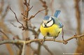 <br><br>Nom anglais de la Mésange bleue : Blue Tit
<br>La Mésange bleue se trouve sur la Liste rouge des oiseaux nicheurs de France <br><br>Depuis 2008, elle est inscrite (<font color="#33FF33">LC</font color="#33FF33">) sur la<a target="_blank" href="http://inpn.mnhn.fr/espece/listerouge/FR/Oiseaux_nicheurs_metropole"><font color="red"> Liste Rouge</font> des oiseaux nicheurs de France métropolitaine</a target="_blank" href="http://inpn.mnhn.fr/espece/listerouge/FR/Oiseaux_nicheurs_metropole"> et 
 sur la<a target="_blank" href="http://inpn.mnhn.fr/espece/listerouge/W"> <font color="red">Liste Rouge</font> mondiale de l'UICN </a target="_blank" href="http://inpn.mnhn.fr/espece/listerouge/W">(Union Internationale pour la Conservation de la Nature) revue en 2011.
<br><br>La mésange bleue est protégée de portée :
<br><li><b>Internationale</b> :<a target="_blank" href="http://conventions.coe.int/Treaty/fr/Treaties/Html/104.htm"> <u>Convention de Berne : Annexe II</u></a target="_blank" href="http://conventions.coe.int/Treaty/fr/Treaties/Html/104.htm"> 
<br><li><b>Internationale</b> : <a target="_blank" href="http://legifrance.gouv.fr/affichTexte.do?cidTexte=JORFTEXT000021384277"><u>Oiseaux protégés - Article 3</u></a target="_blank" href="http://legifrance.gouv.fr/affichTexte.do?cidTexte=JORFTEXT000021384277">
<br><br>Photo réalisée en France, dans l'Allier (Auvergne)
<br><br> Mésange bleue
Parus caeruleus
Blue Tit
oiseau
Liste rouge
nicheur
menacée
protégée
Auvergne
Allier 