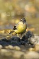 <br><br>Nom anglais : Grey Wagtail
<br><br>Depuis 2008, la Bergeronnette des ruisseaux est inscrite sur la<a target="_blank" href="http://inpn.mnhn.fr/espece/listerouge/FR/Oiseaux_nicheurs_metropole"><font color="red"> Liste rouge</font> des oiseaux nicheurs de France métropolitaine</a target="_blank" href="http://inpn.mnhn.fr/espece/listerouge/FR/Oiseaux_nicheurs_metropole"> et sur la<a target="_blank" href="http://inpn.mnhn.fr/espece/listerouge/W"> <font color="red">Liste rouge</font> mondiale de l'UICN </a target="_blank" href="http://inpn.mnhn.fr/espece/listerouge/W">(Union Internationale pour la Conservation de la Nature).
<br><br>La Bergeronnette des ruisseaux est protégée de portée : 
<br><li><b>Internationale </b>:
<u><a target="_blank" href="http://conventions.coe.int/Treaty/fr/Treaties/Html/104.htm">Convention de Berne : Annexe II</u></a target="_blank" href="http://conventions.coe.int/Treaty/fr/Treaties/Html/104.htm">
<br><li><b>Internationale</b> :
<a target="_blank" href="http://legifrance.gouv.fr/affichTexte.do?cidTexte=JORFTEXT000021384277"><u>Oiseaux protégés : Article 3</u></a target="_blank" href="http://legifrance.gouv.fr/affichTexte.do?cidTexte=JORFTEXT000021384277">
<br><br>Photo réalisée en France, dans l'Allier (Auvergne)
<br><br>
 Bergeronnette des ruisseaux
Motacilla cinerea
Grey Wagtail
oiseaux
nicheurs
France
Liste rouge
protégée
UICN 
